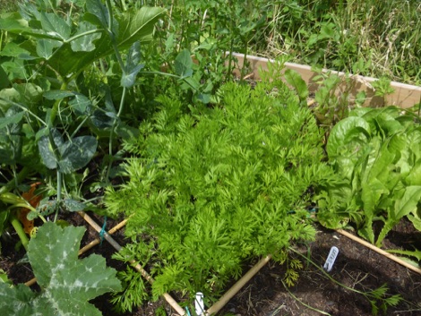 Square foot garden
